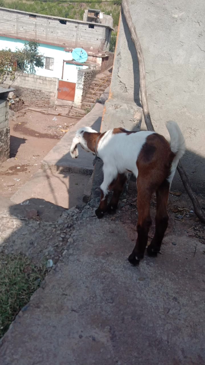 @Raza Rustam