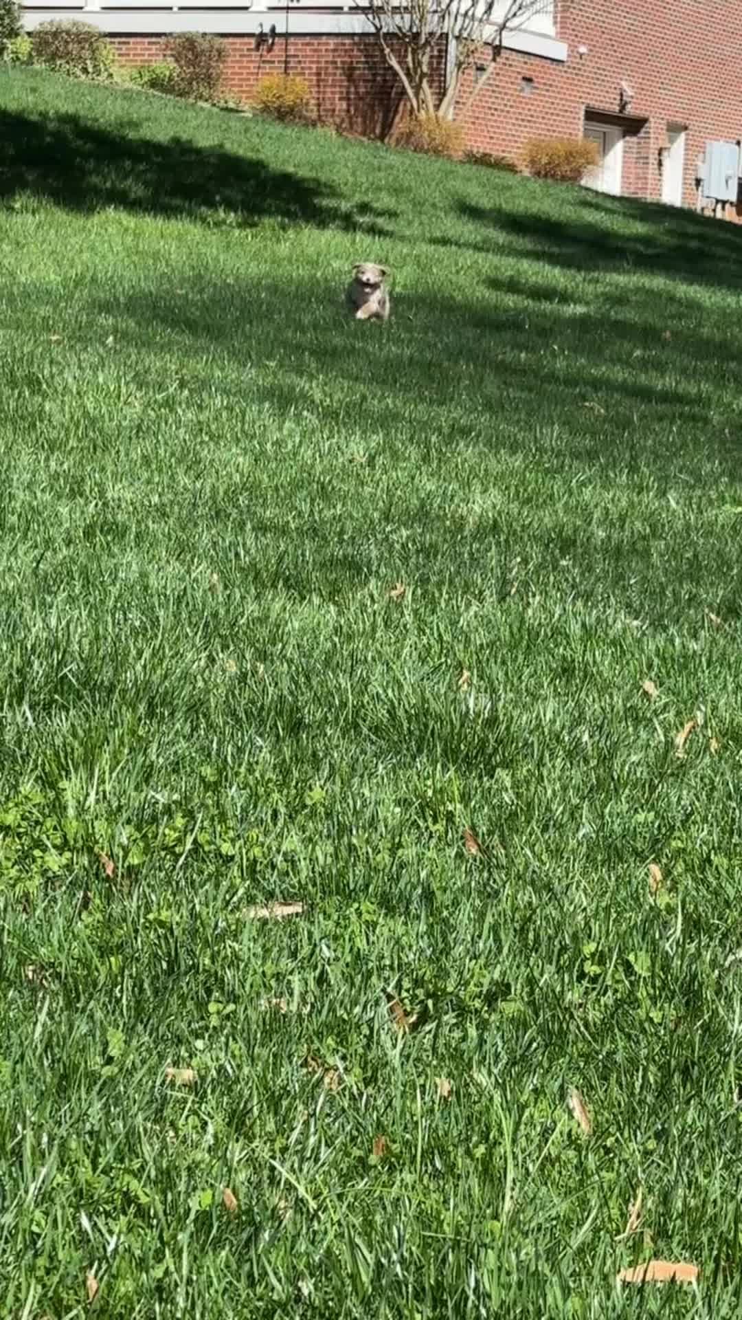 @Happy Tails Rescue, Inc.