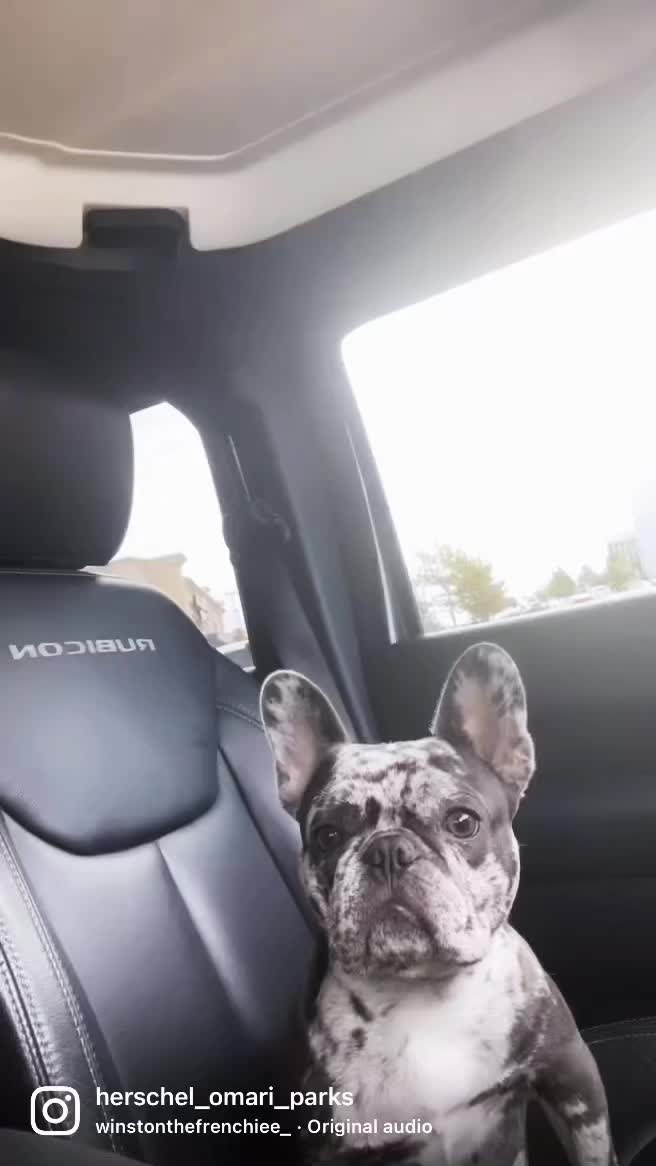 @Fly Lil Frenchie From OKC