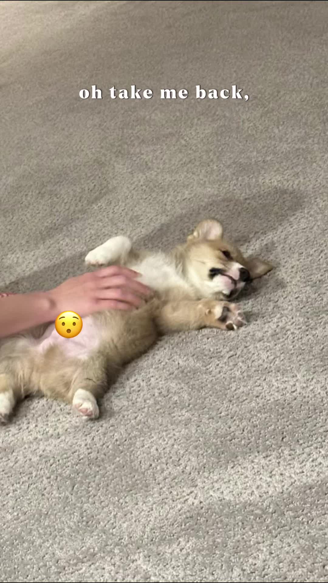 @CorgiMonty