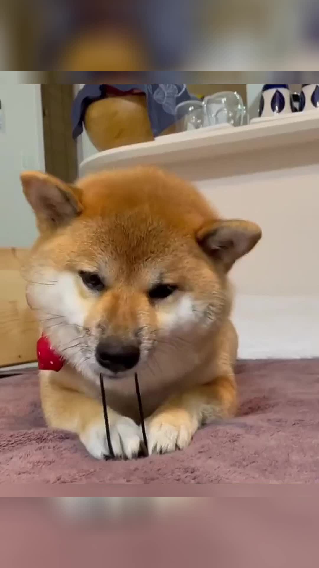 @vdogtv