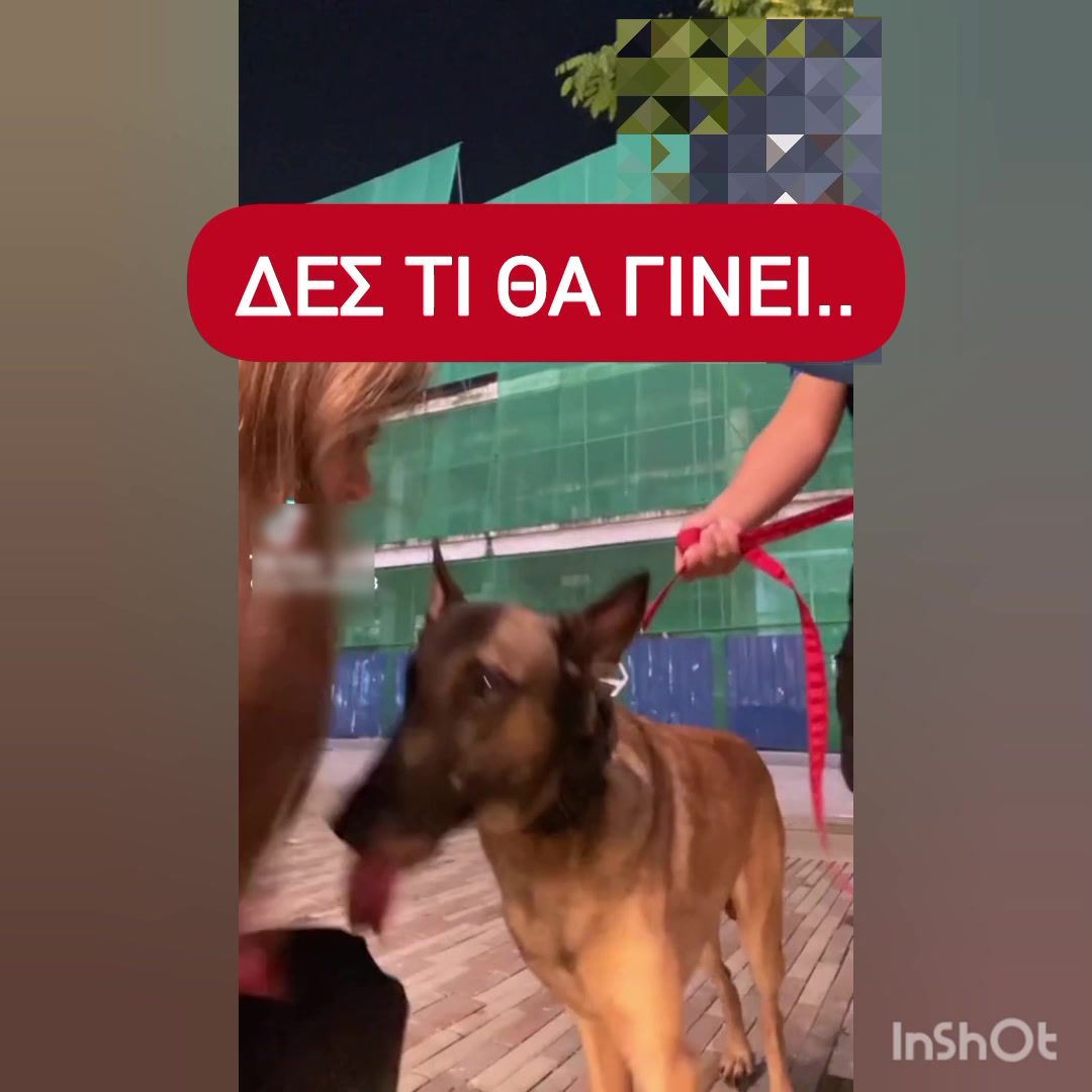 @dogtrainingbymelina
