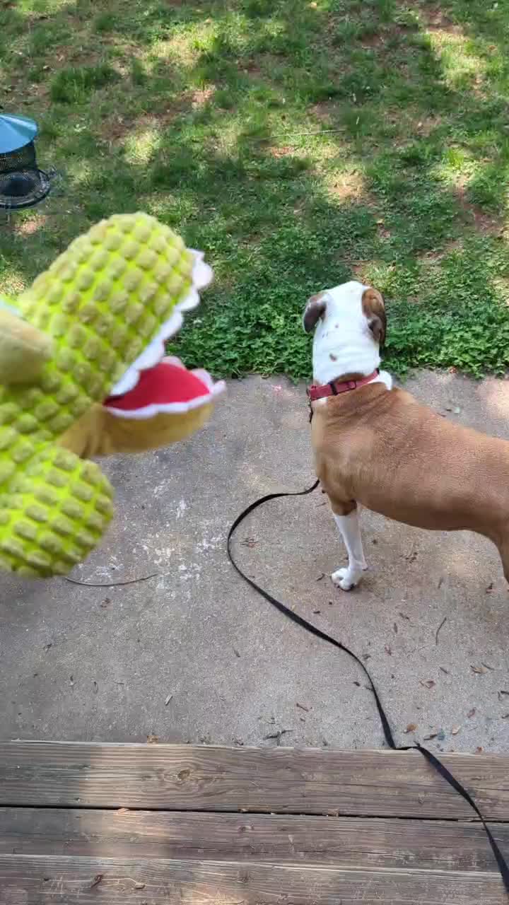 @Mayo_and_Pancakes