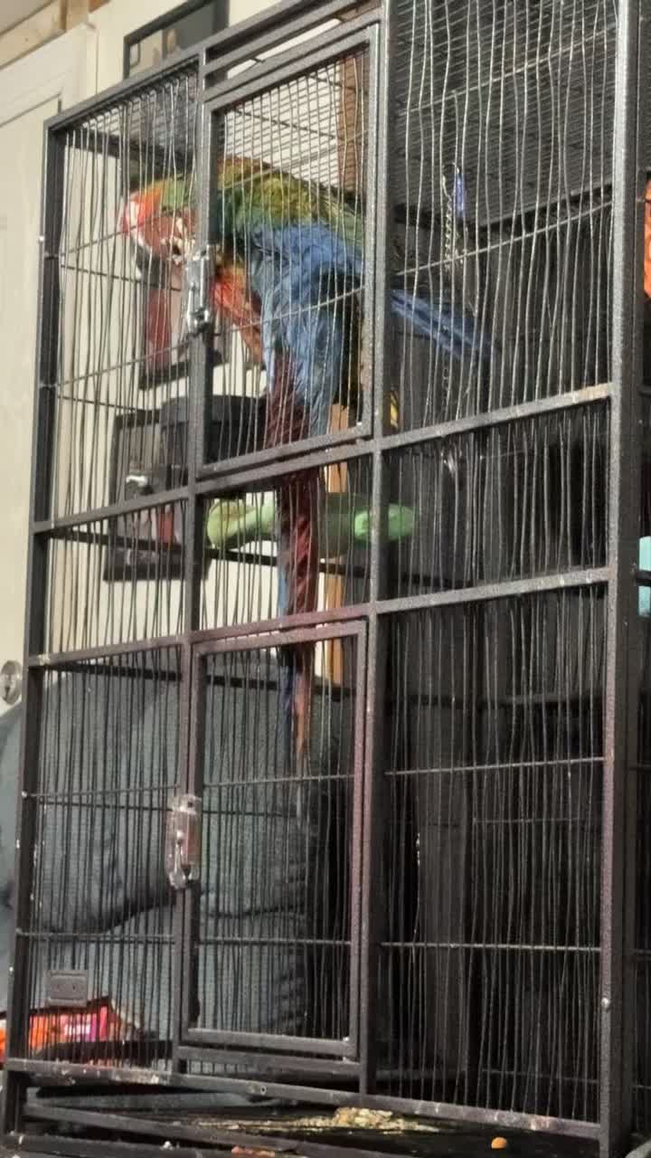 @Under the fence kennels