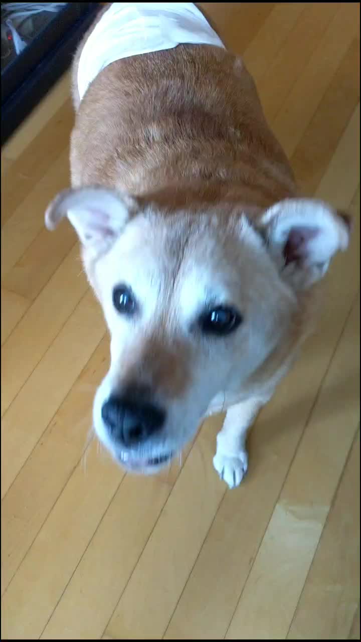 @Teddy the Mutt