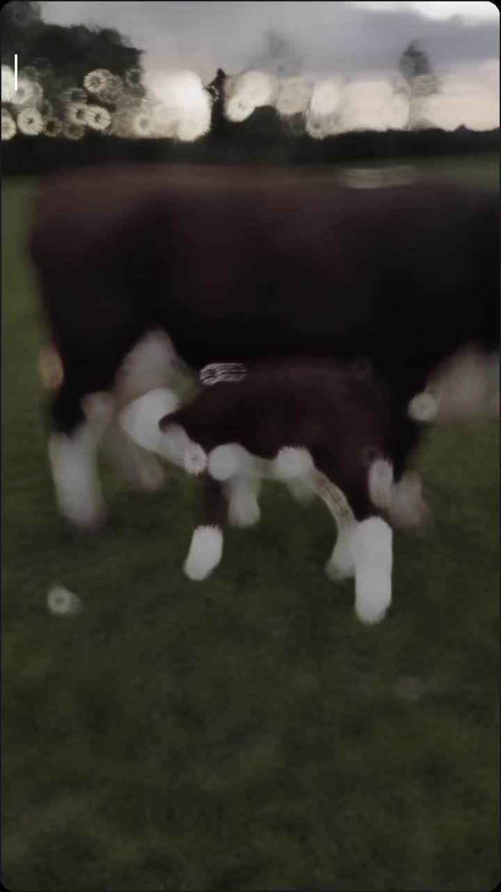 @❤️🩹🛐🐮