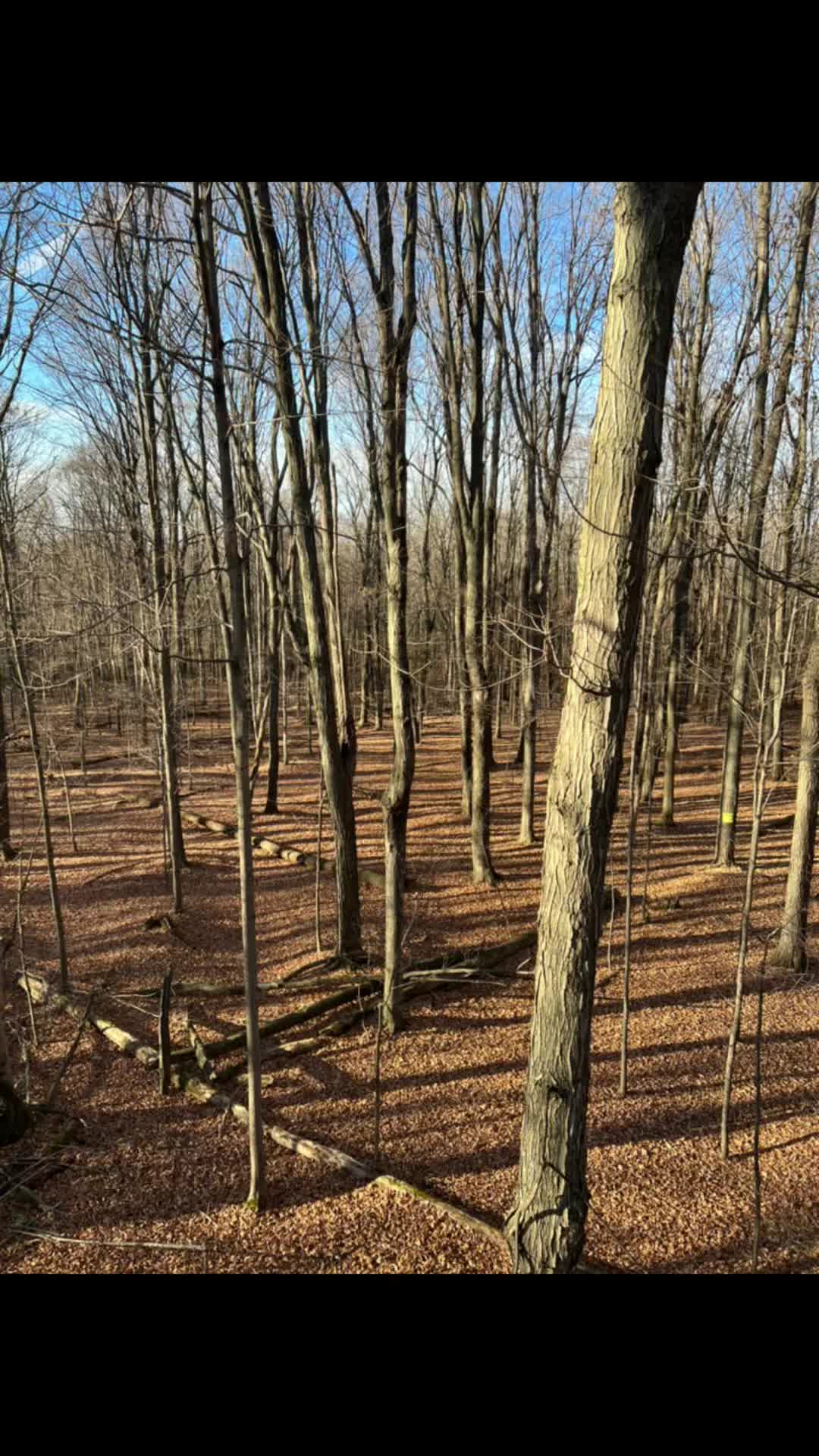 @Hammy Outdoors