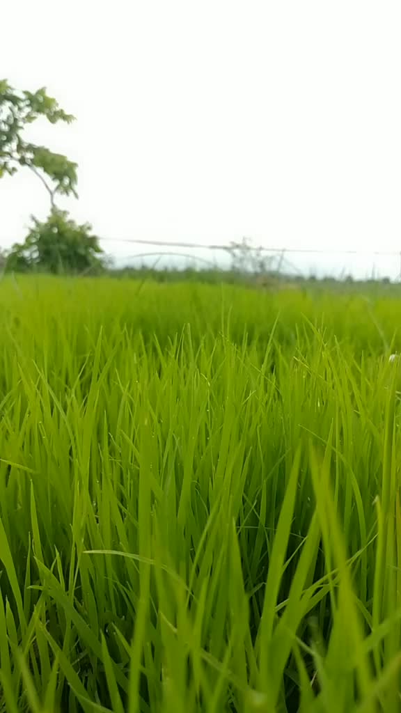 @P Shankar