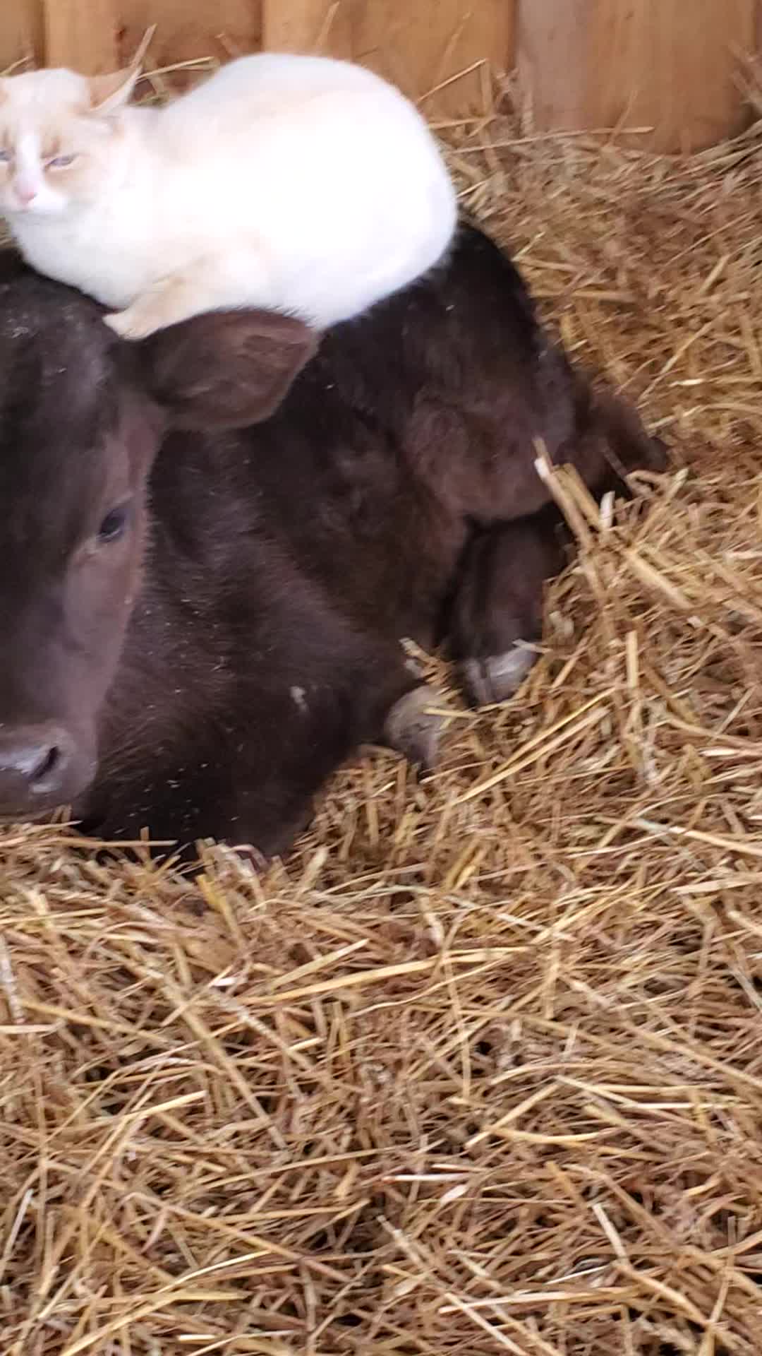 @Leaning Oaks Farm