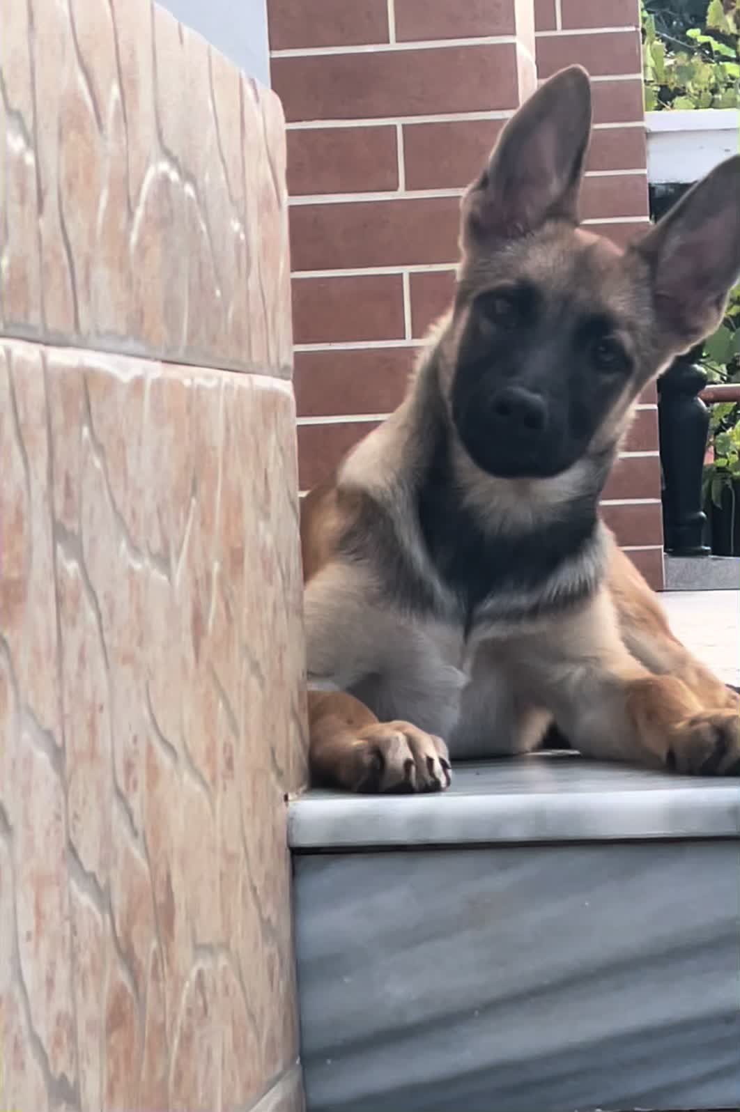@The_belgian_malinois