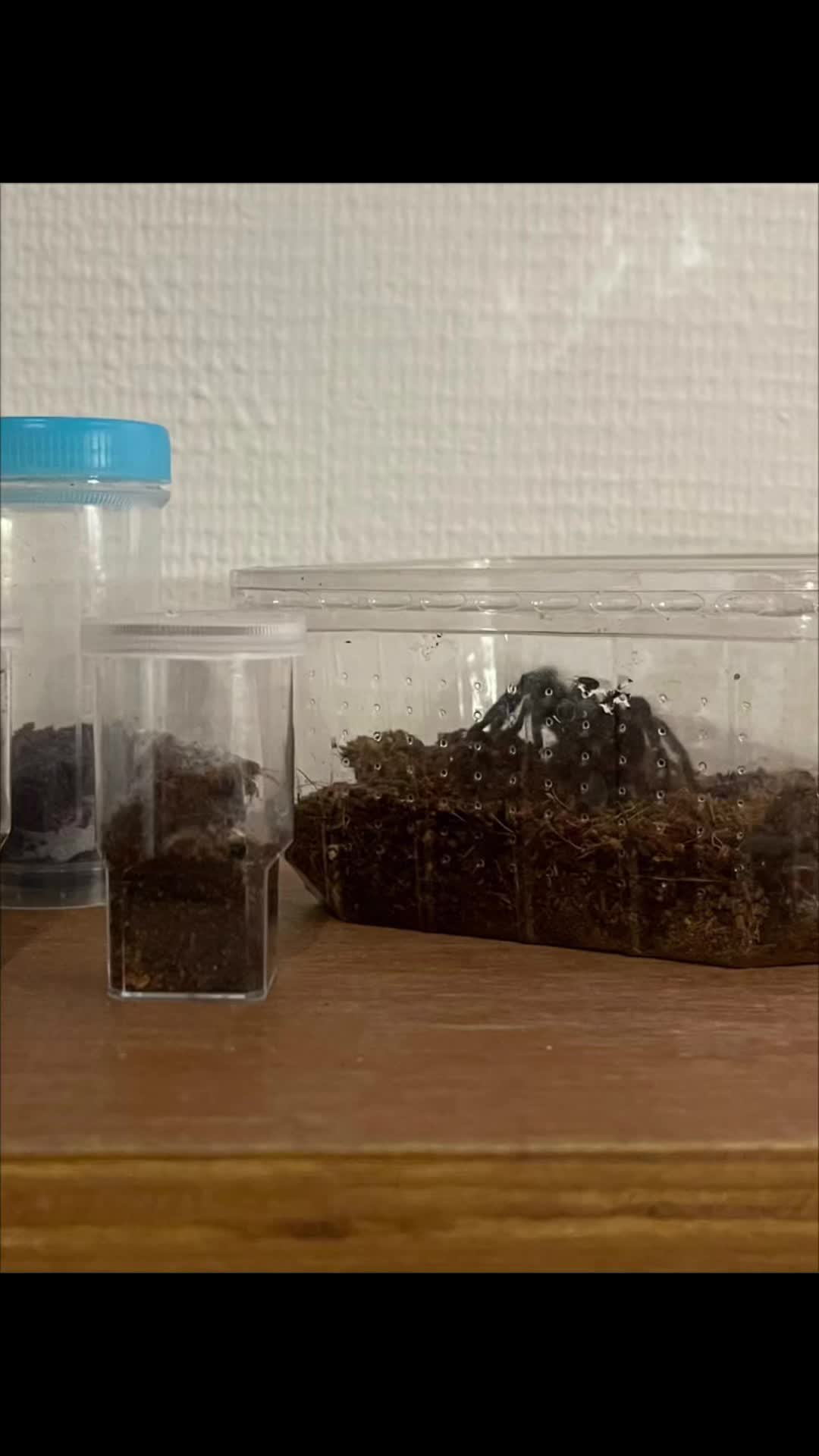 @C&N Reptiles & Co
