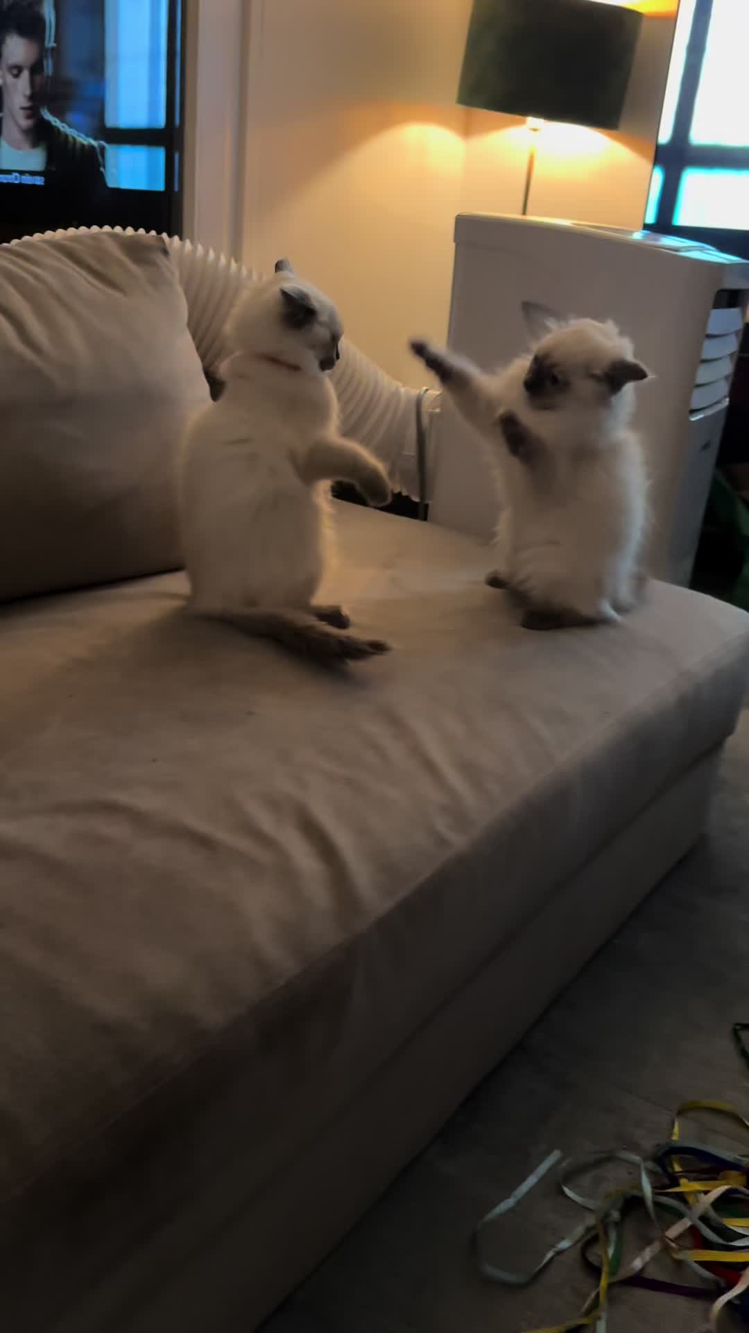 @Ragdoll Kittys🌈🧡🐾
