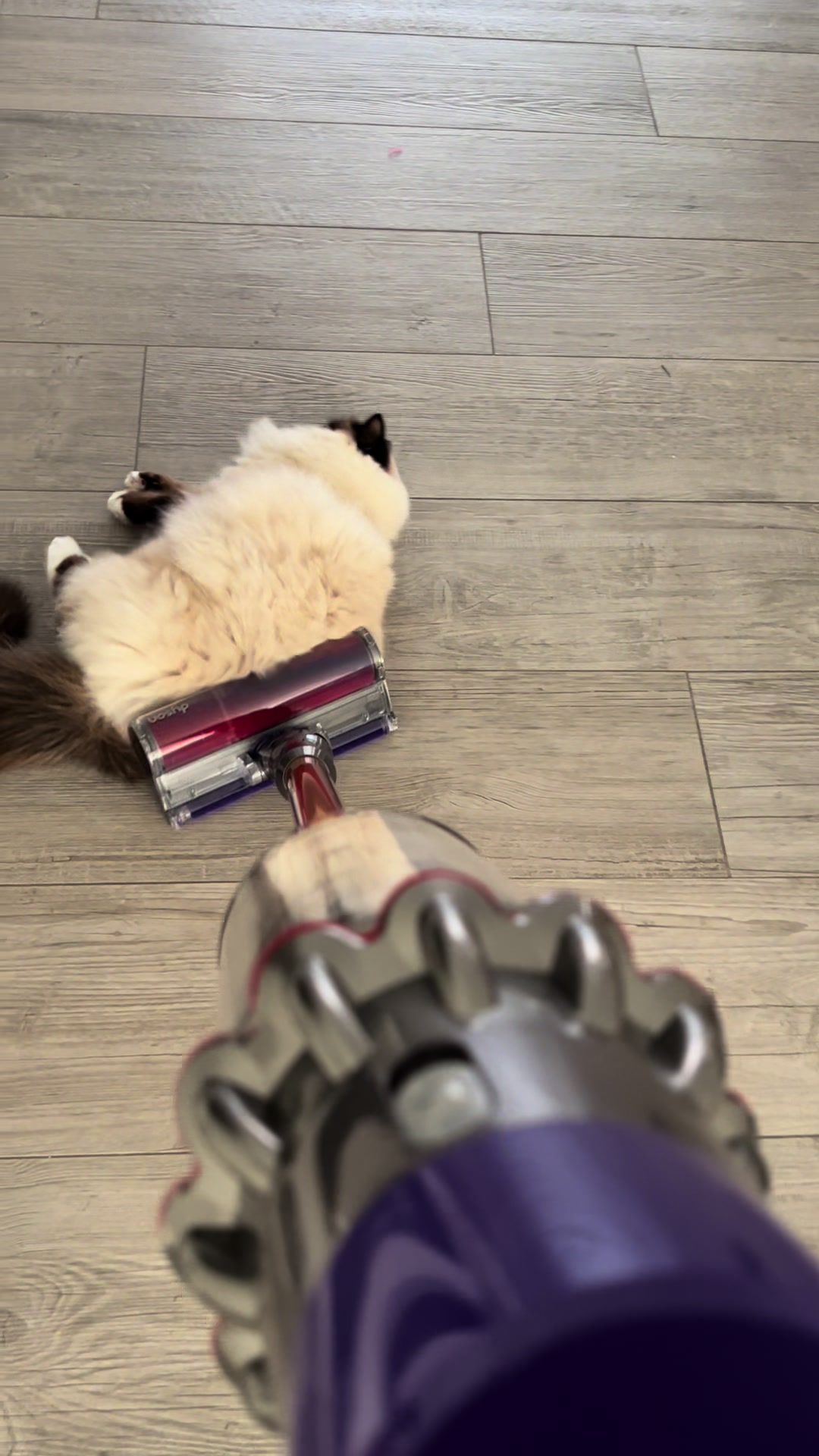 @Henk&Ollie 😺
