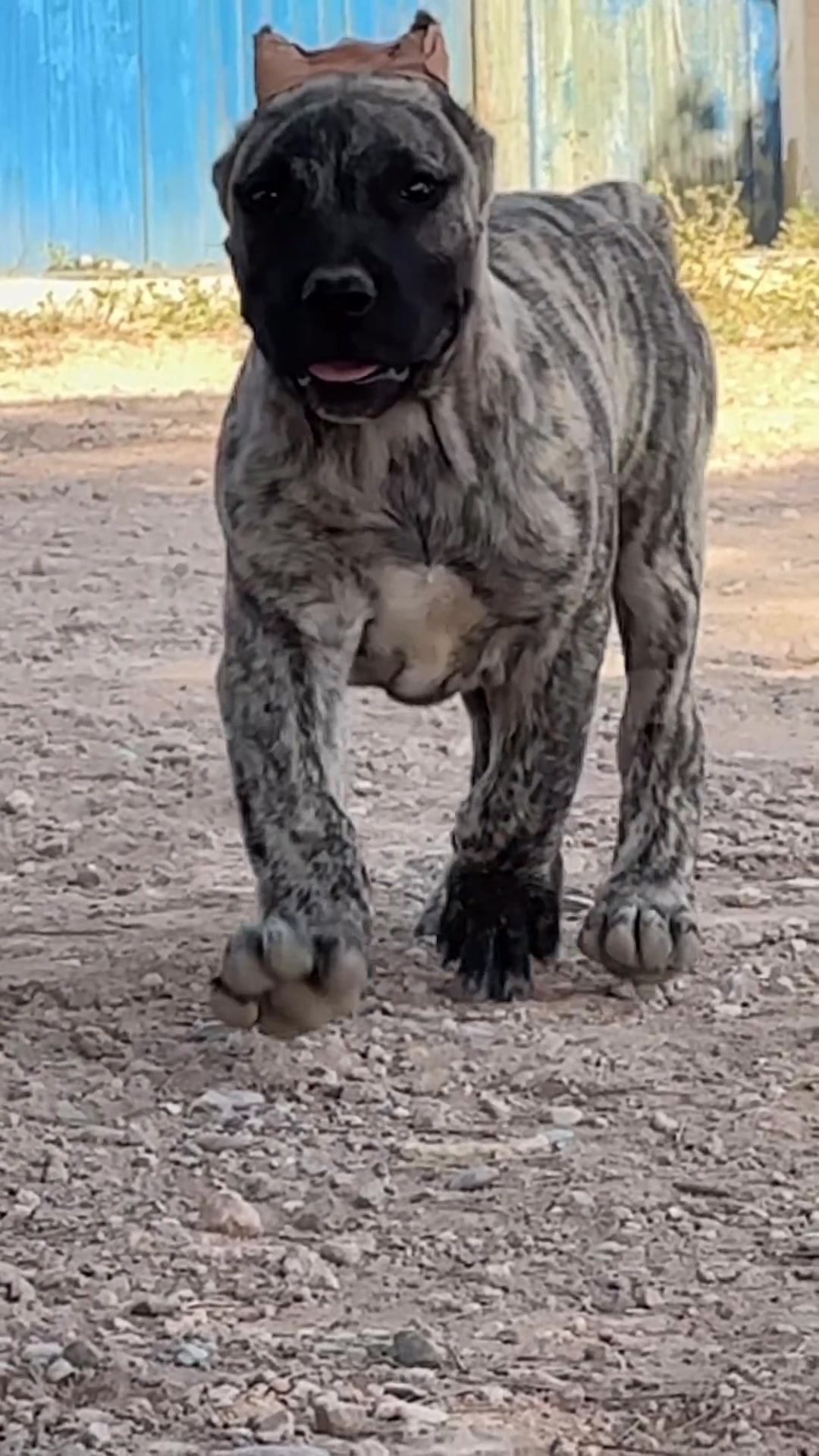 @Alberto Presa Canario Sanz