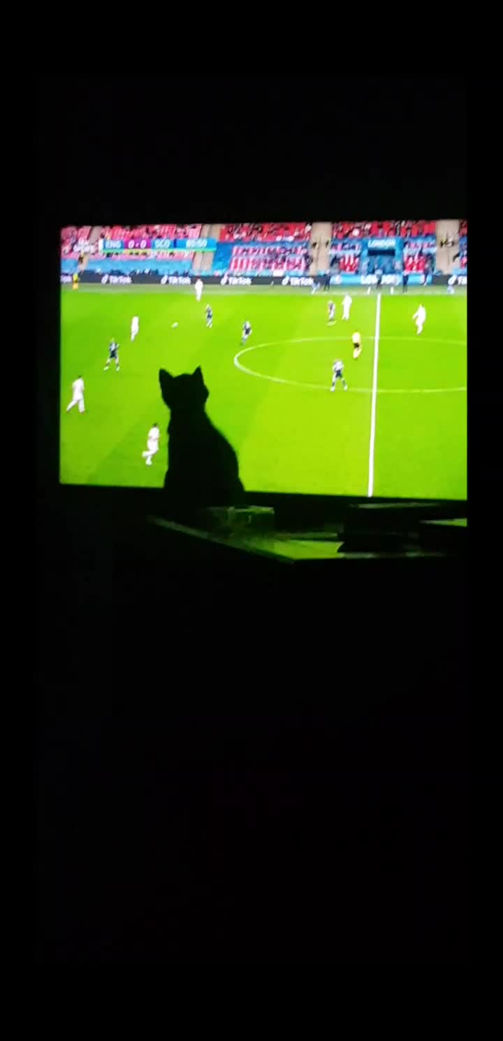 @storm.and.kittens