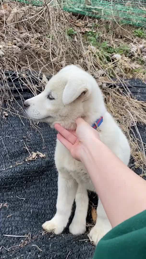 @Cute_Puppy_01