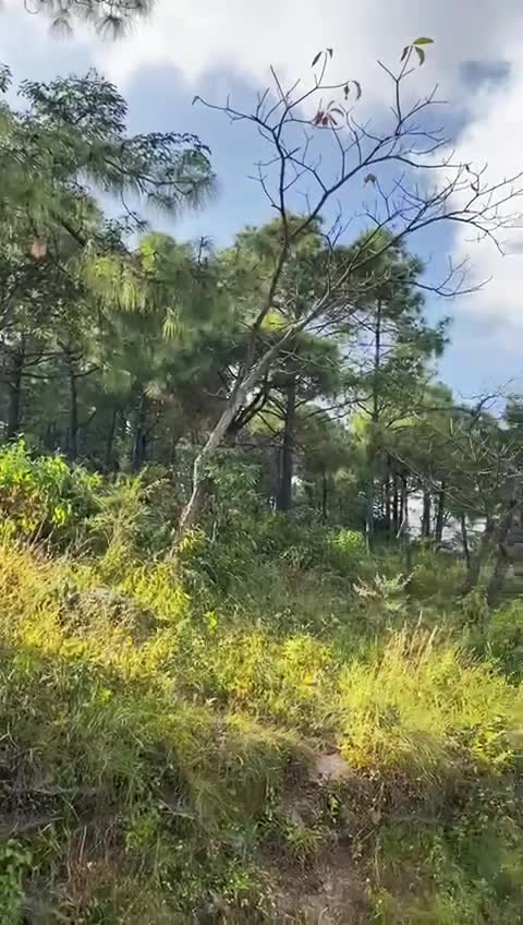 @हि-माल ठकुरी