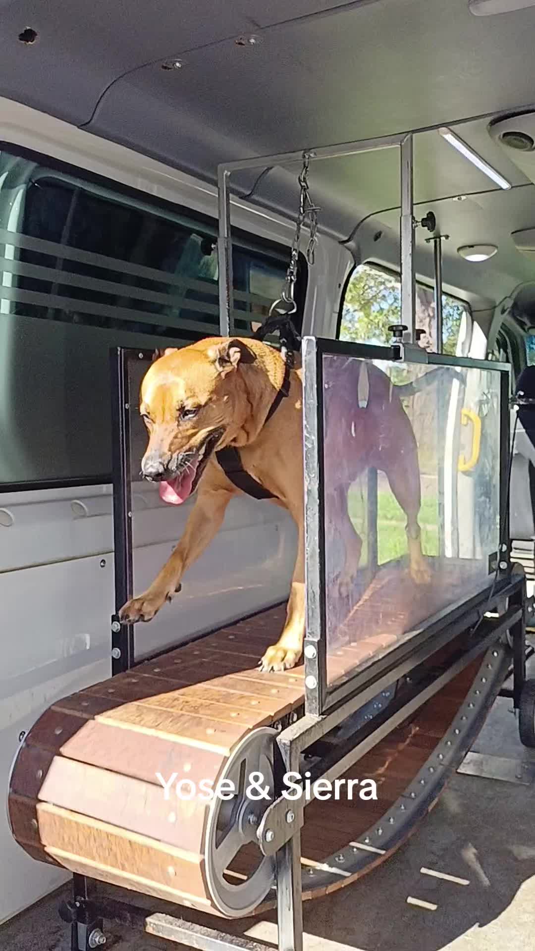 @Canine Conditioning