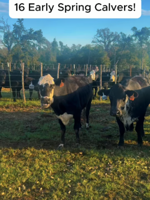 @Rutherford Land and Cattle