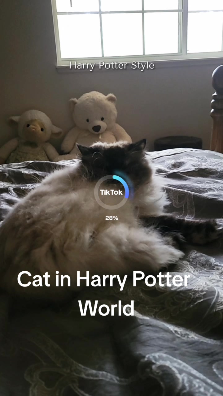 @CatWith