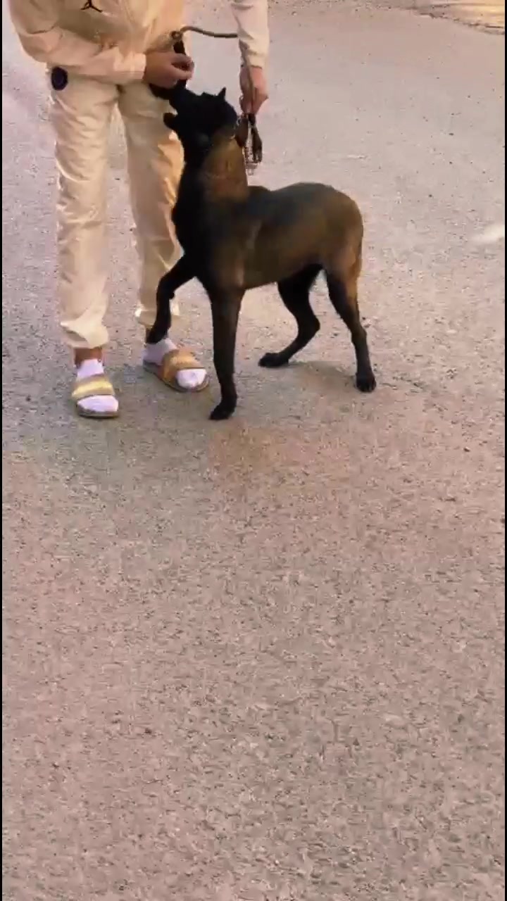 @canicorsoftmalinois