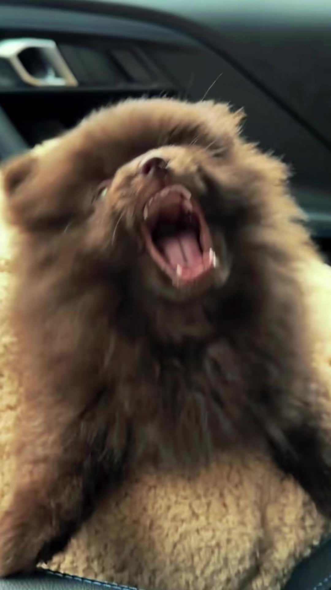 @Kevin&rsquo;s Paw Club
