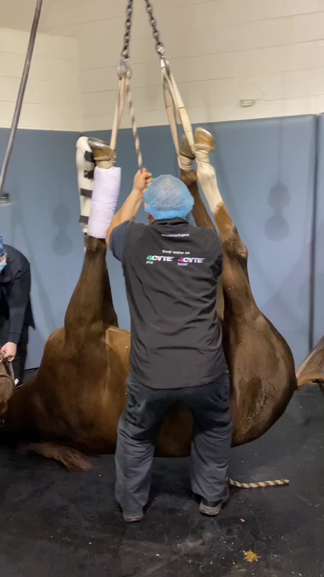 @EquineSurgeryOntario