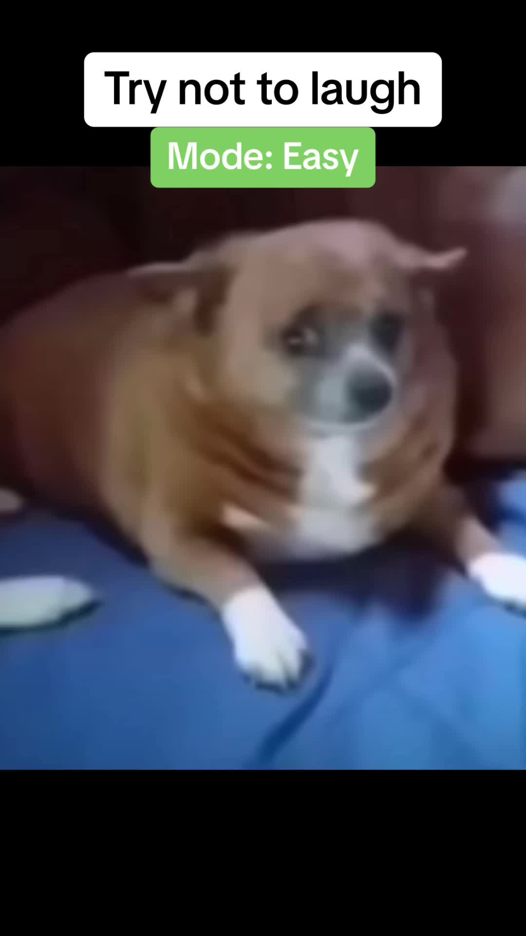 @Memes