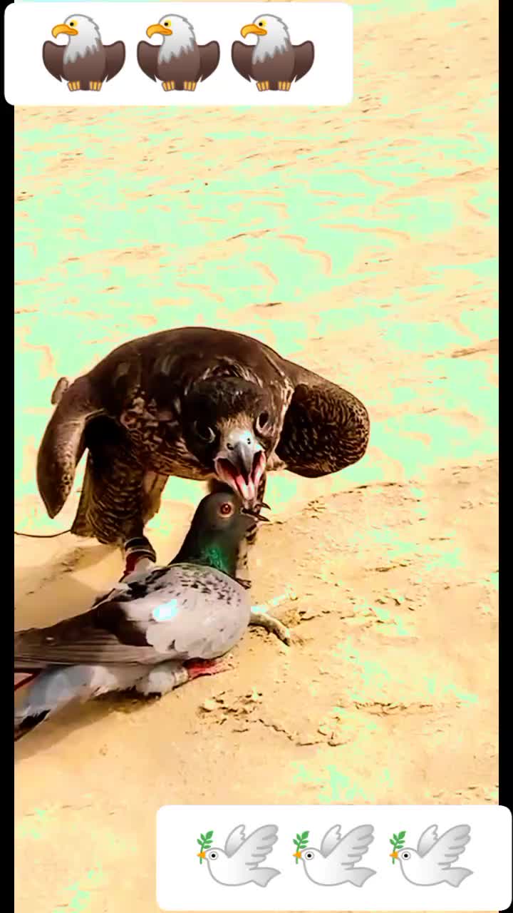 @☑️ یاعلی مدد ⛳