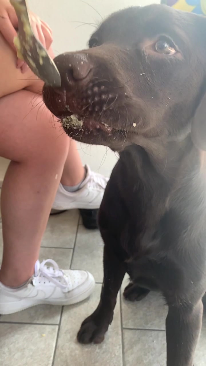 @joy_thechocolatelab