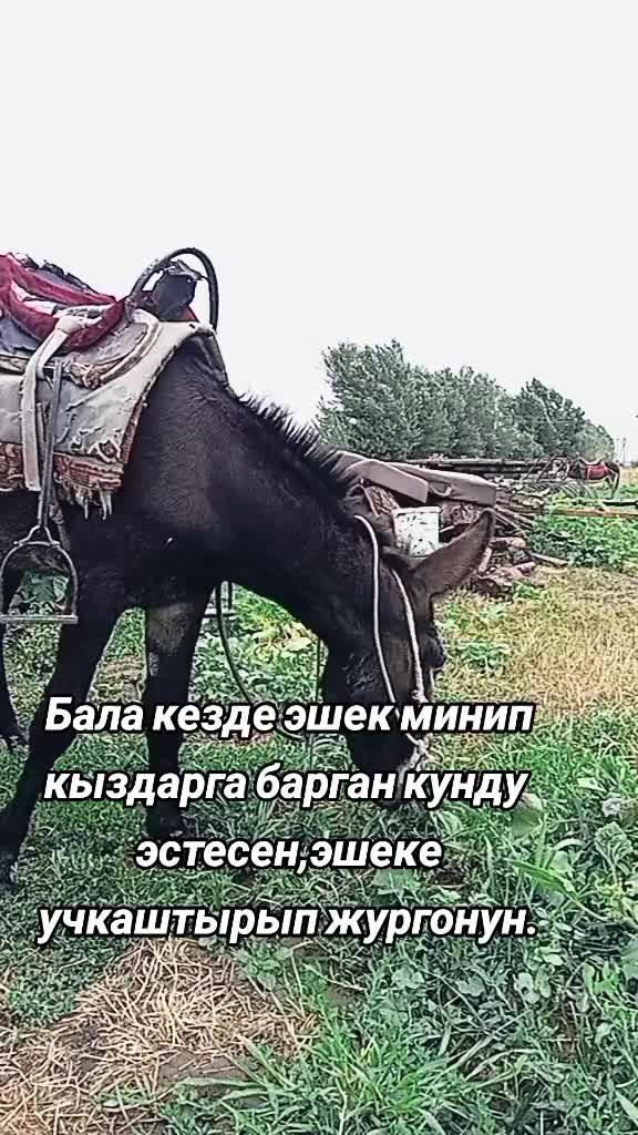 @🇰🇬̤К̤Ы̤М̤Б̤А̤Т̤Б̤Е̤К̤🇰🇬