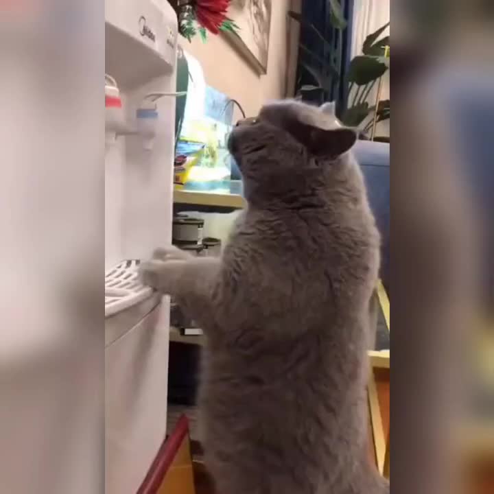 @leonupetpet