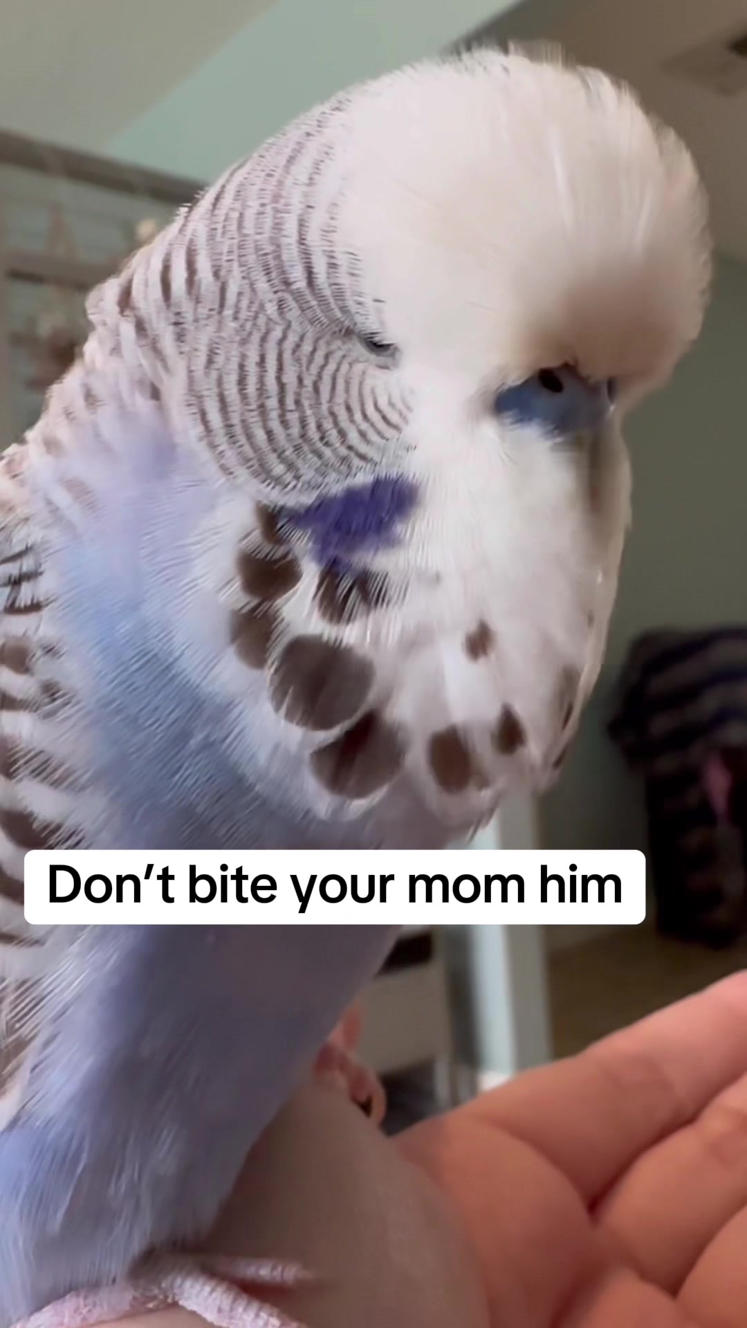@Rupeedoo
