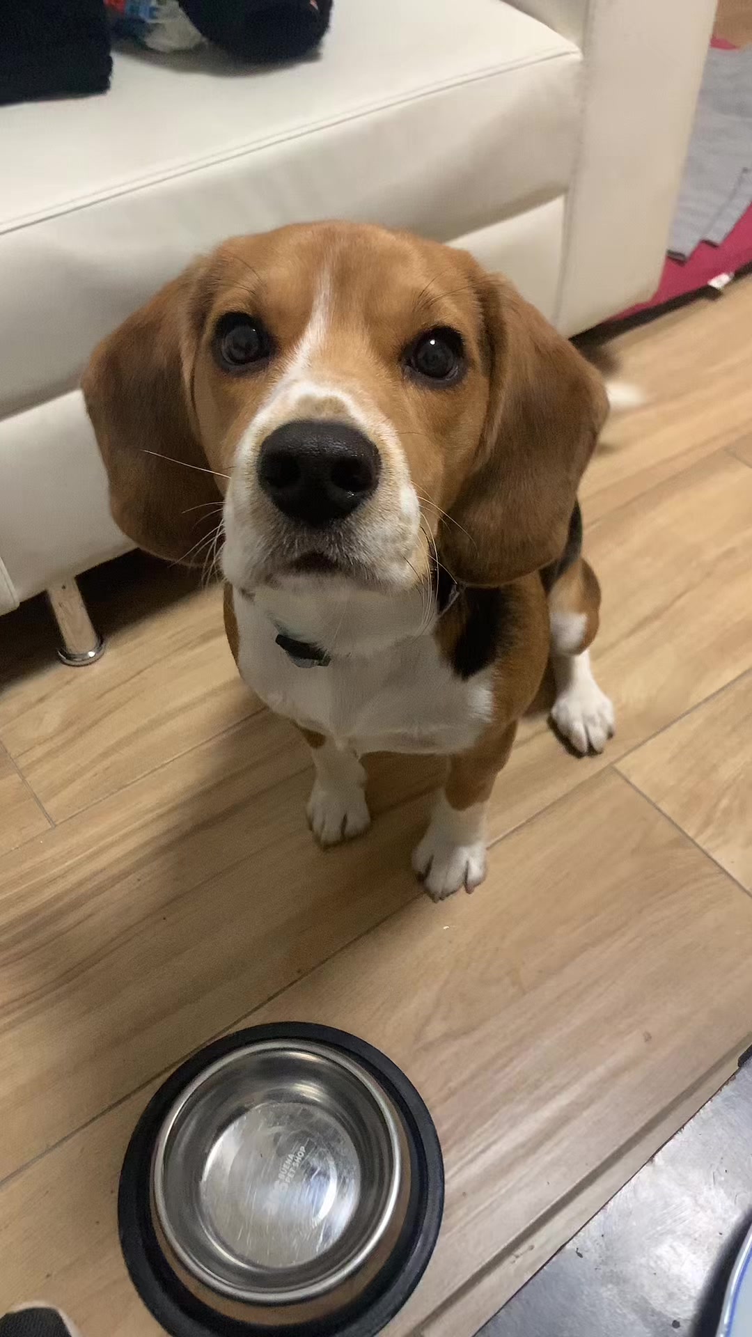 @biggieelbeagle