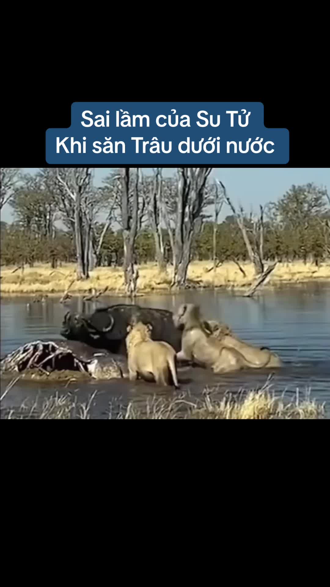 @THẾ GIỚI ĐỘNG VẬT 💧