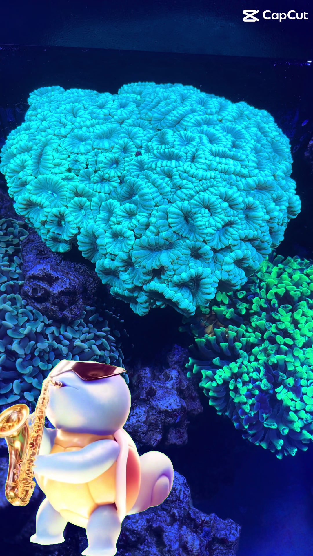@aquarium_maintenance