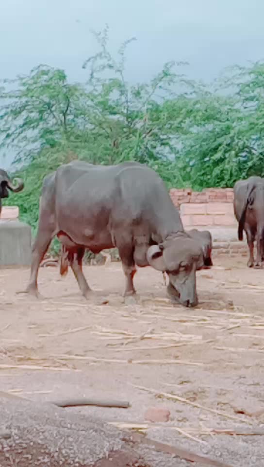 @કેશુભાઈ વાધેલા