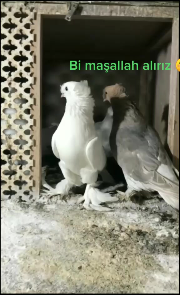 @Mustafa Kılıcogly