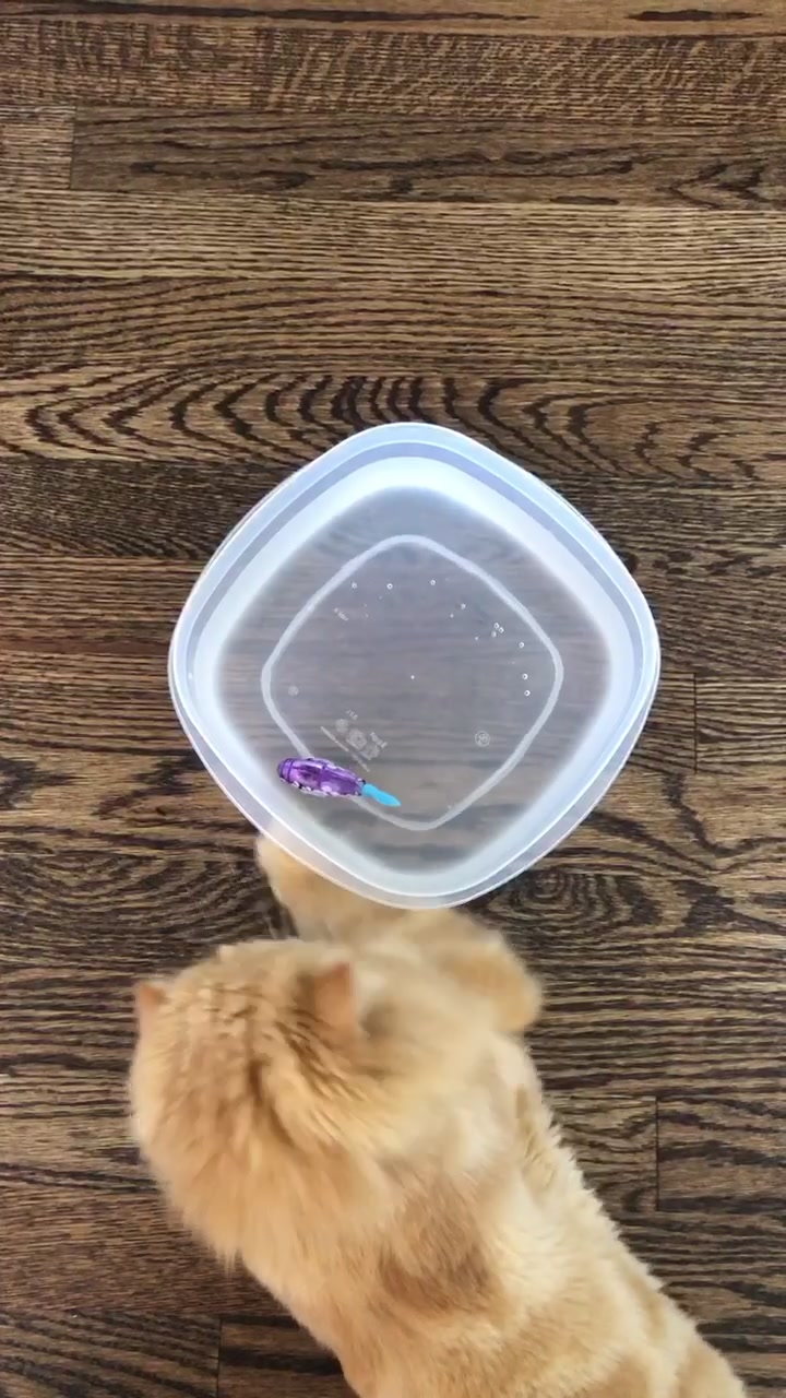 @Nugget the Cat
