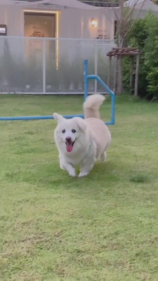 @Fluffy Creamy Dog