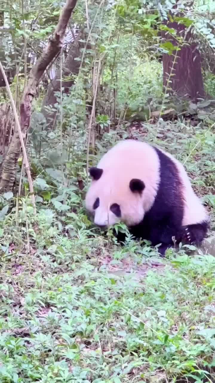 @Moon