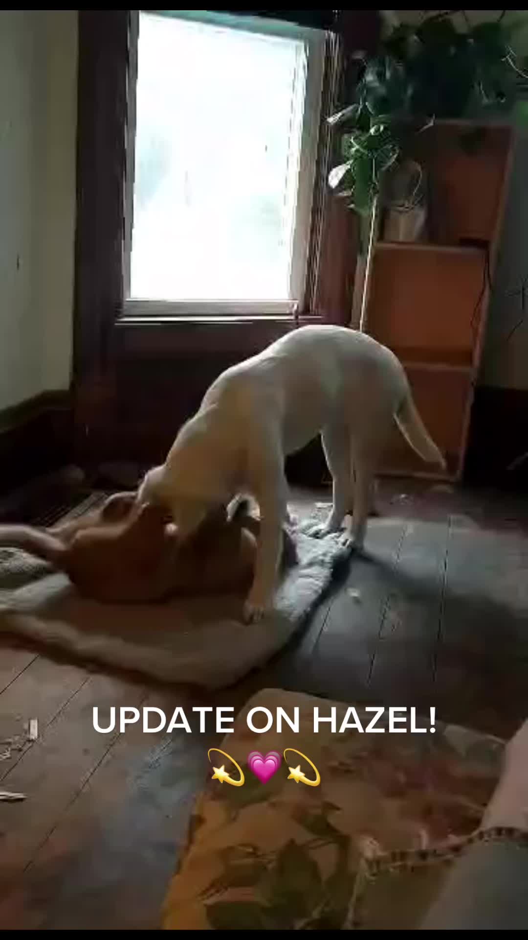 @GypsyJungle