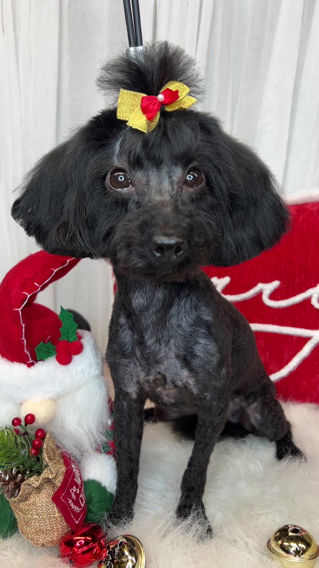 @Bonnies Grooming Llc
