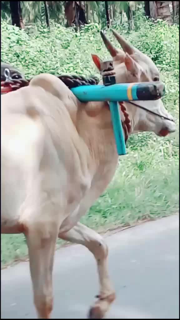 @feroza