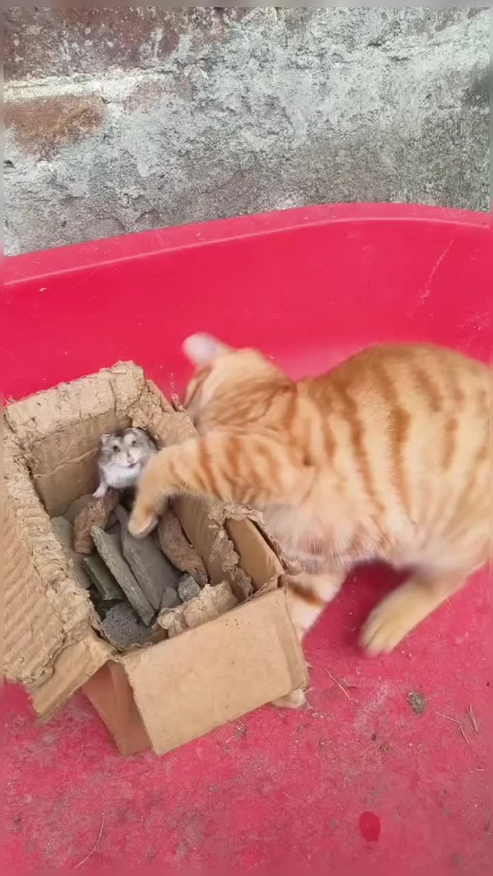 @healing pet