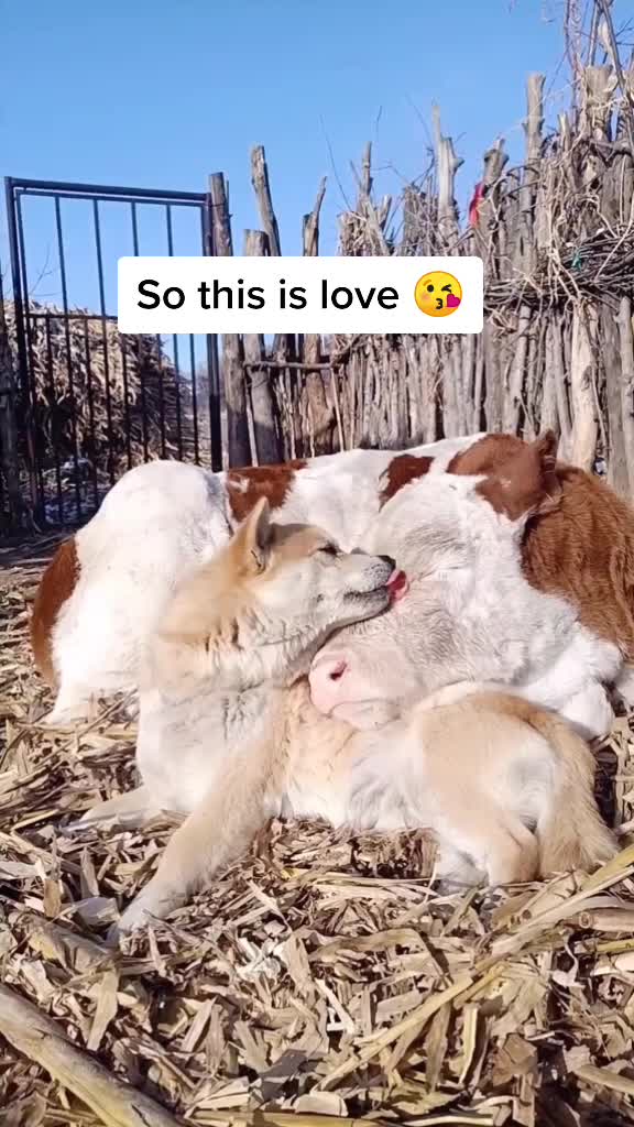 @kittenspets