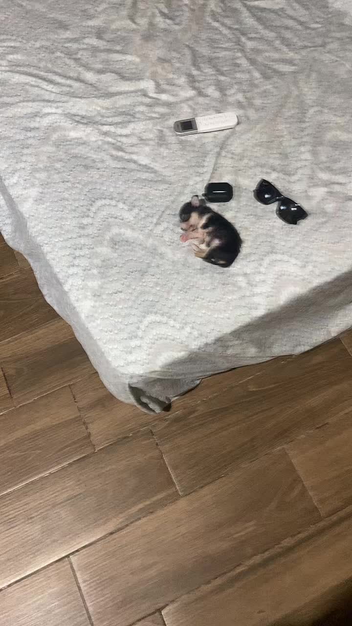 @EmiAguiRex