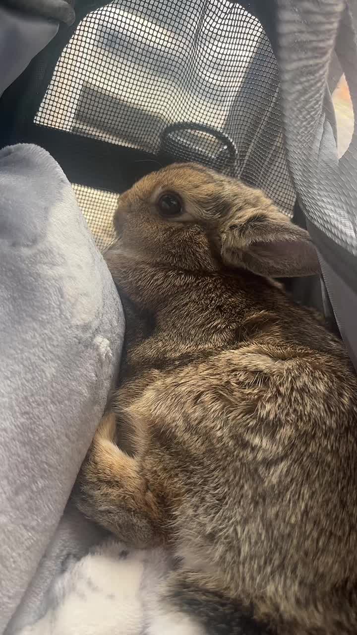 @Bugz_adventures 💙🐰