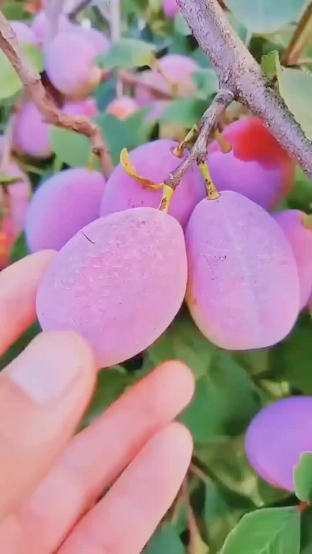 @🍎🍓🍒🍊🍍