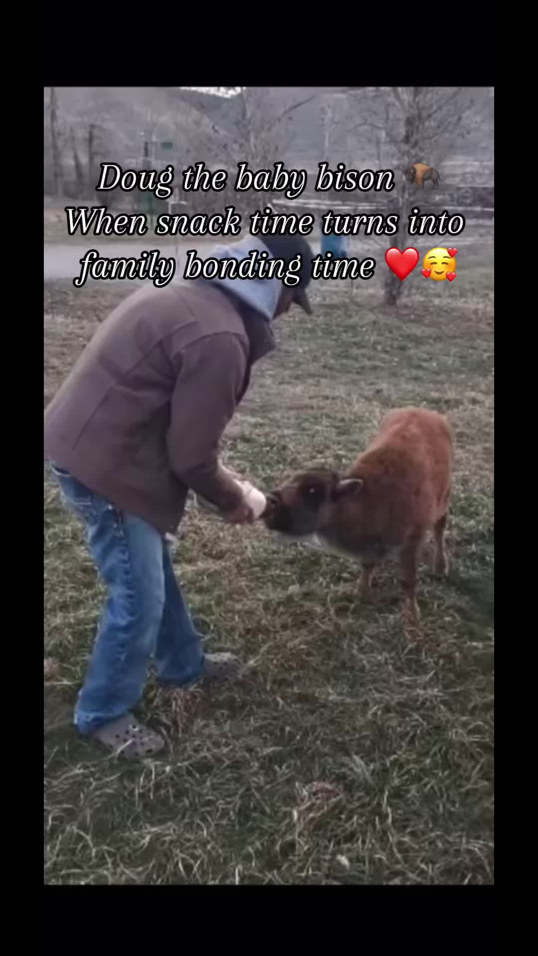 @Wild Oasis Bison Ranch